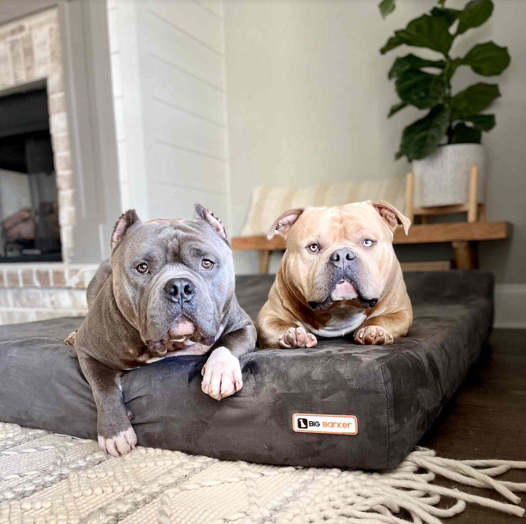 Big Barker Orthopedic Dog Bed