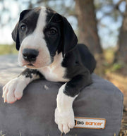 Big Barker Orthopedic Dog Bed