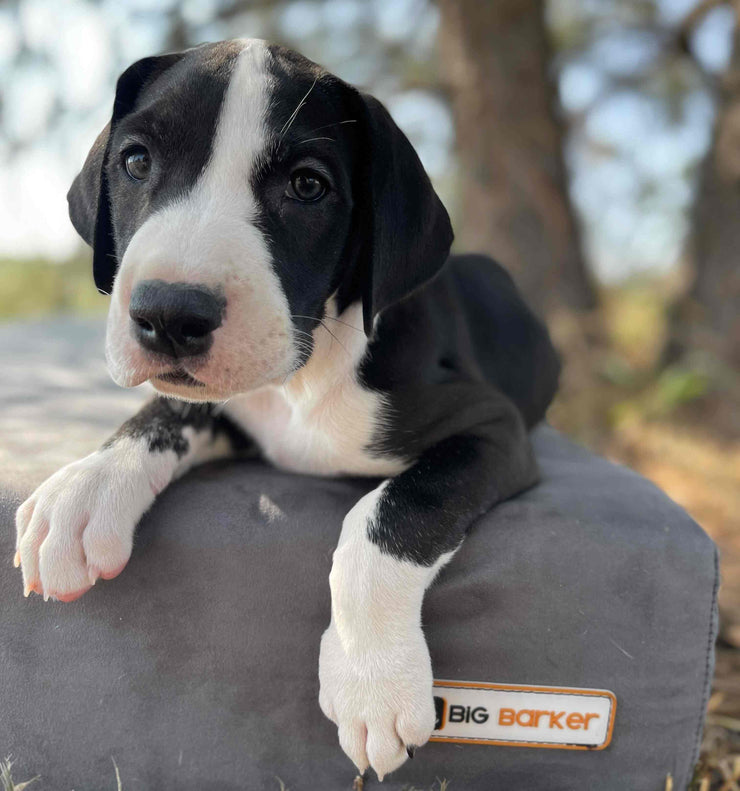 Big Barker Orthopedic Dog Bed