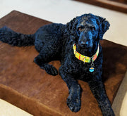 Big Barker Orthopedic Dog Bed